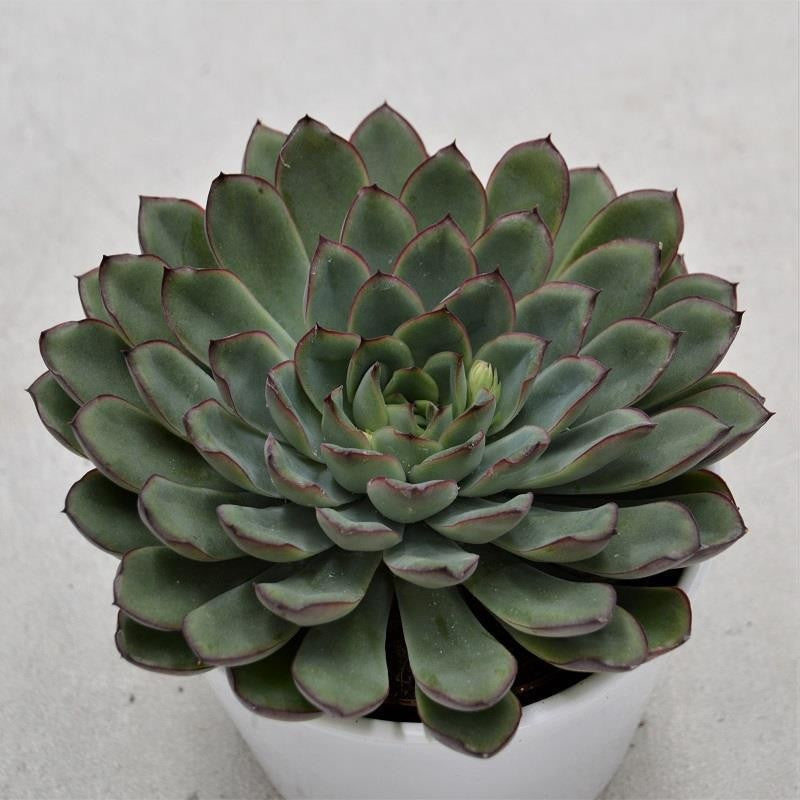 Echeveria pulidonis - 10,5cm