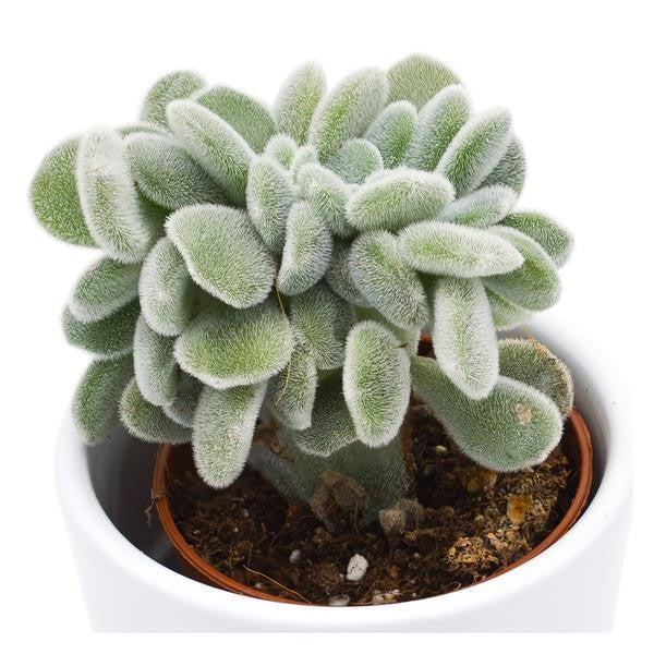 Echeveria pulvinata Frosty f. cristata - 5.5cm