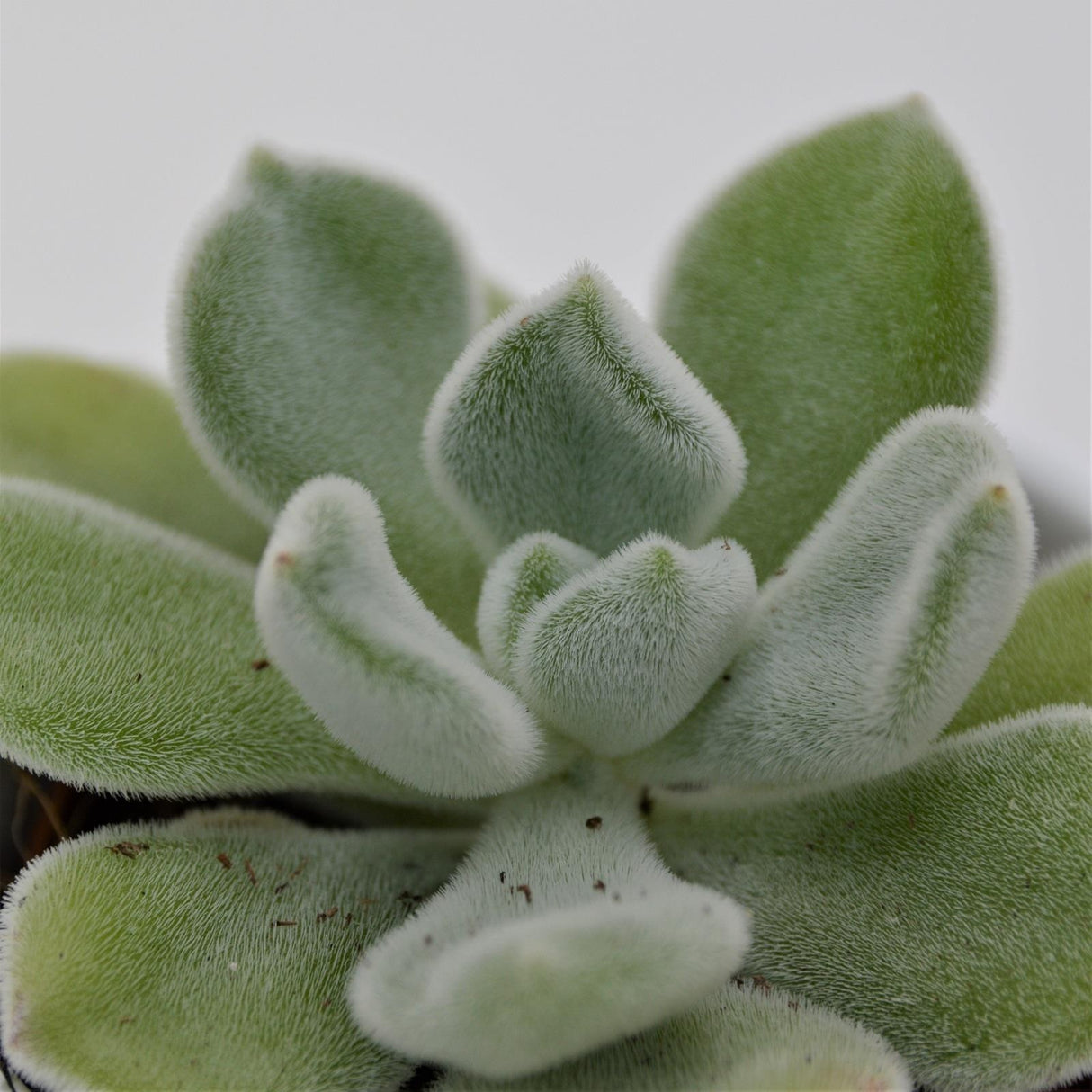 Echeveria pulvinata Frosty - 5.5cm