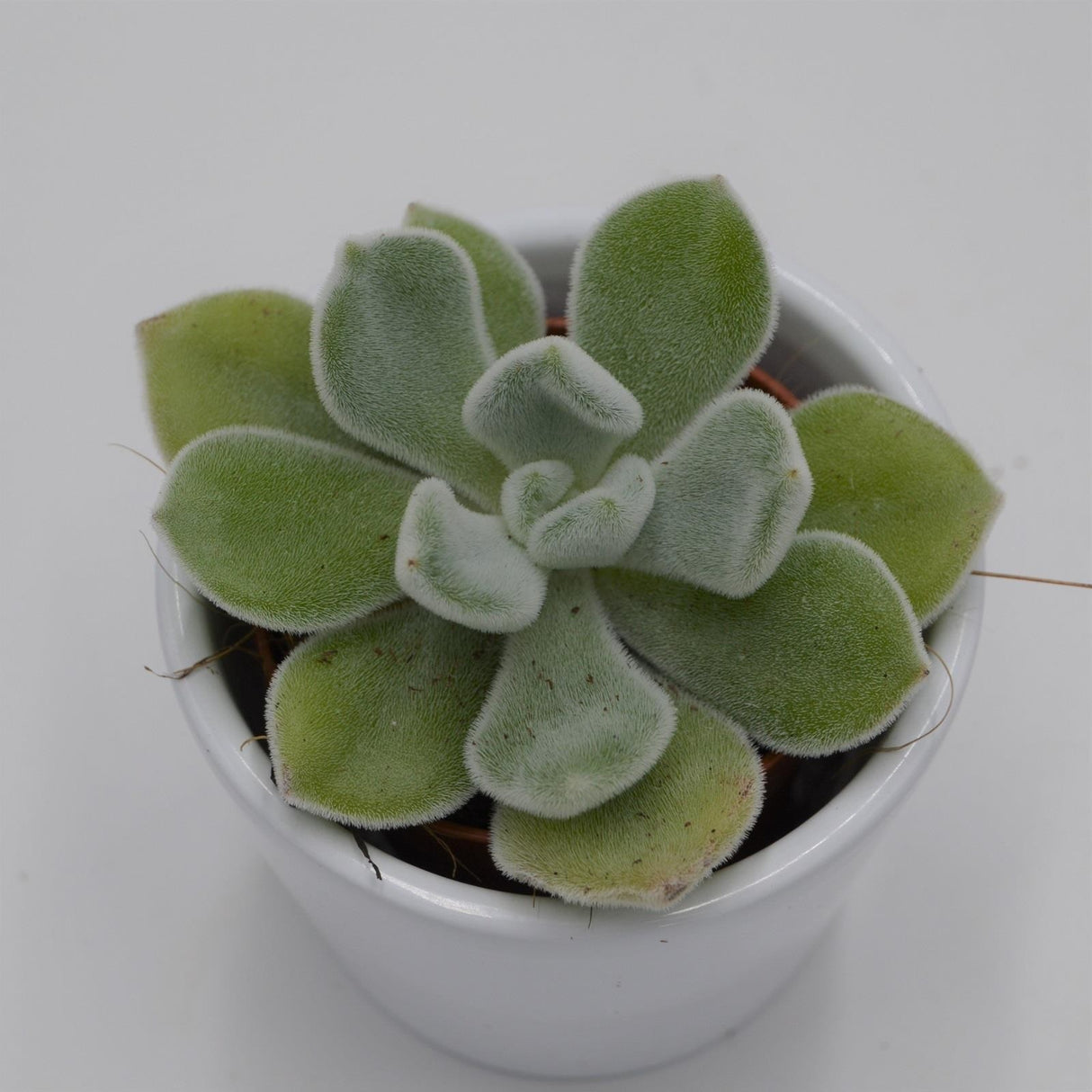 Echeveria pulvinata Frosty - 5.5cm