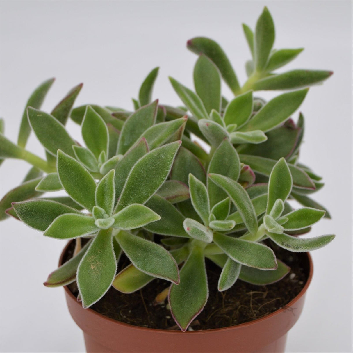 Echeveria pulvinata Ruby Blush - 13cm