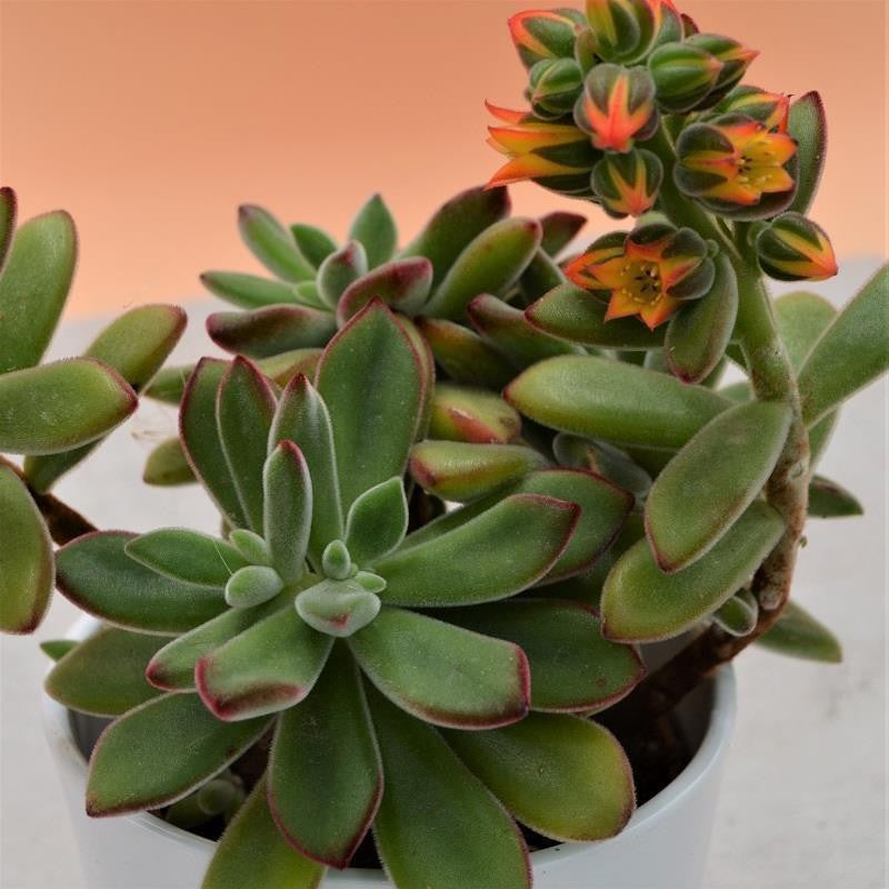 Echeveria pulvinata - 10.5cm