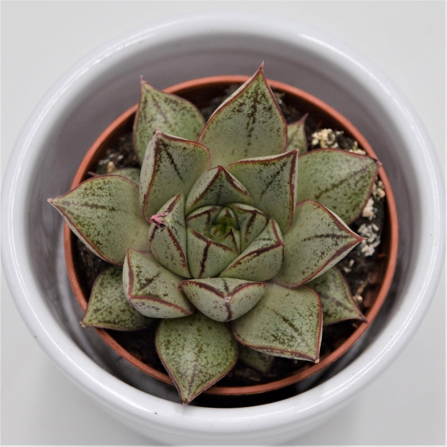 Echeveria purpusorum White Form - 5.5cm
