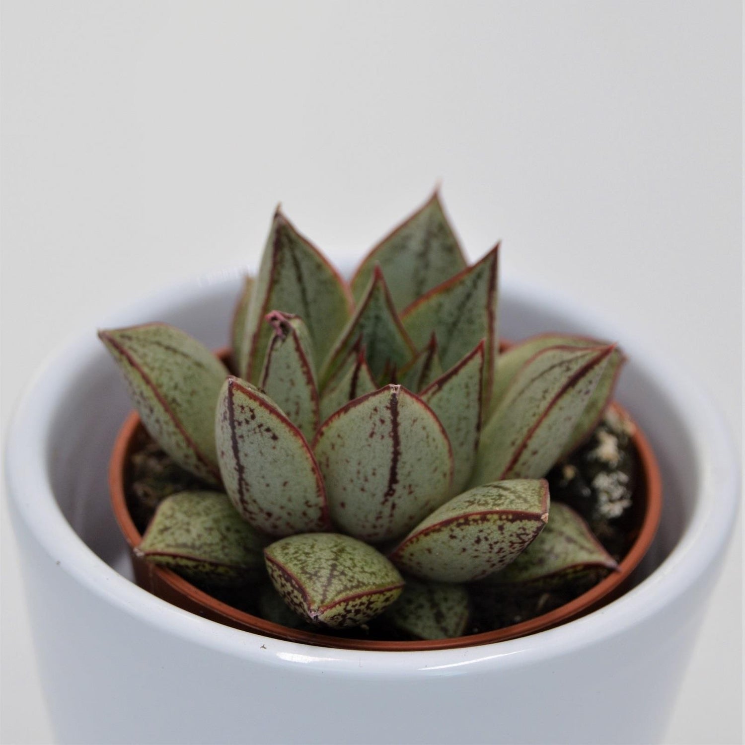 Echeveria purpusorum White Form - 5.5cm