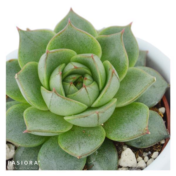 Echeveria Fabiola - 6cm