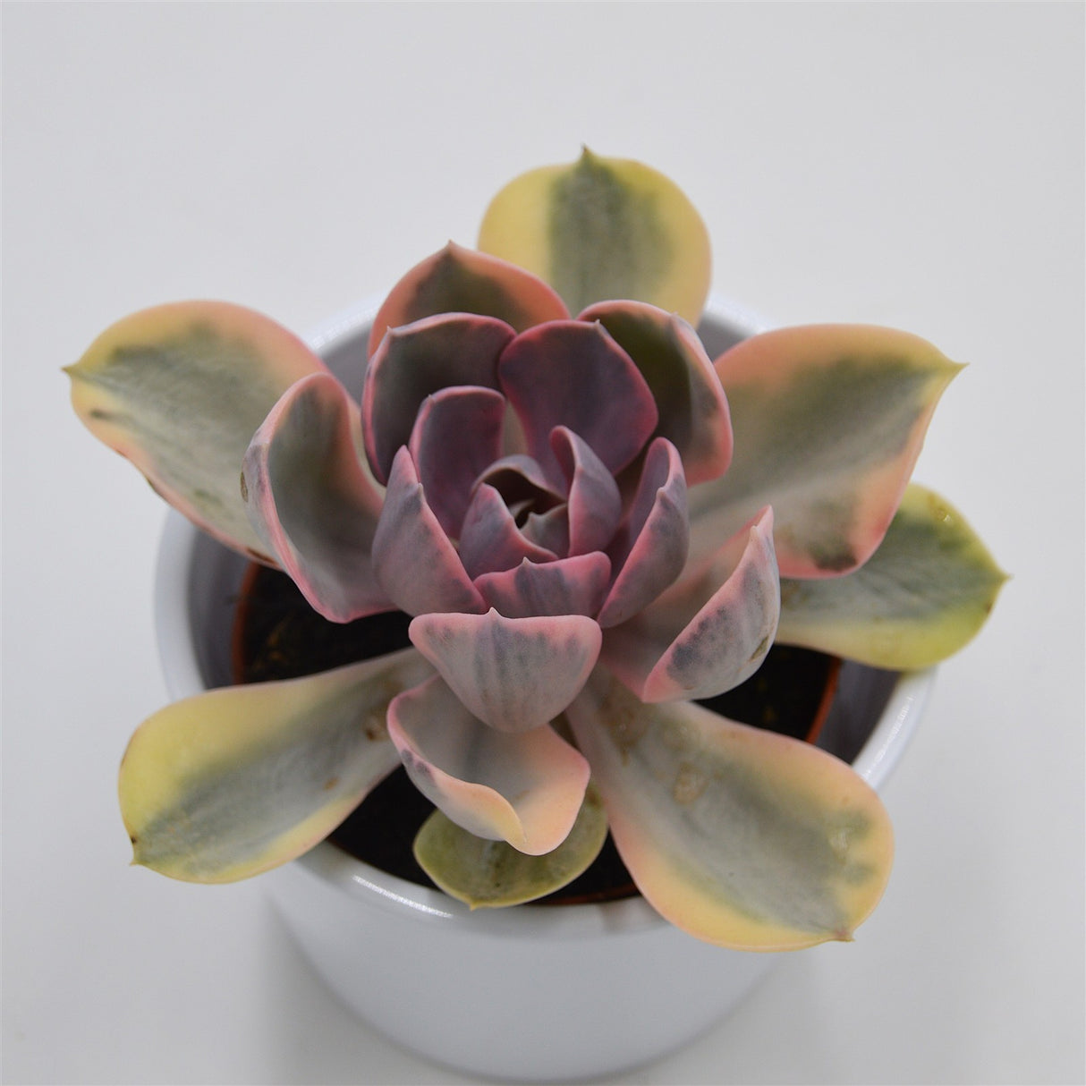 Echeveria Rainbow - 10.5cm