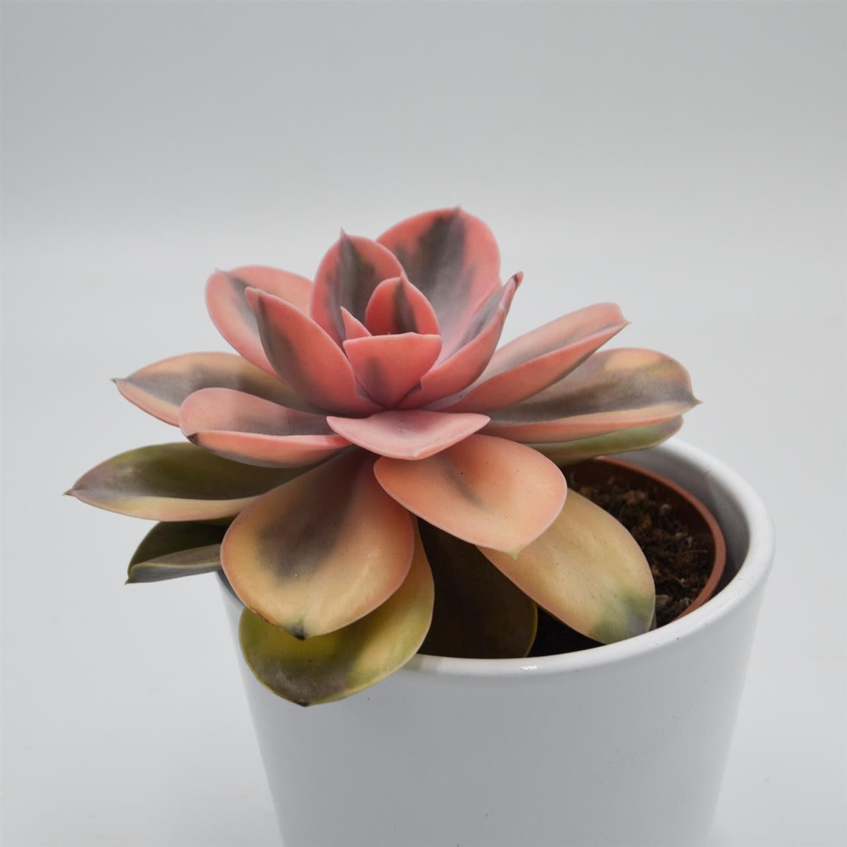 Echeveria Rainbow - 10,5cm