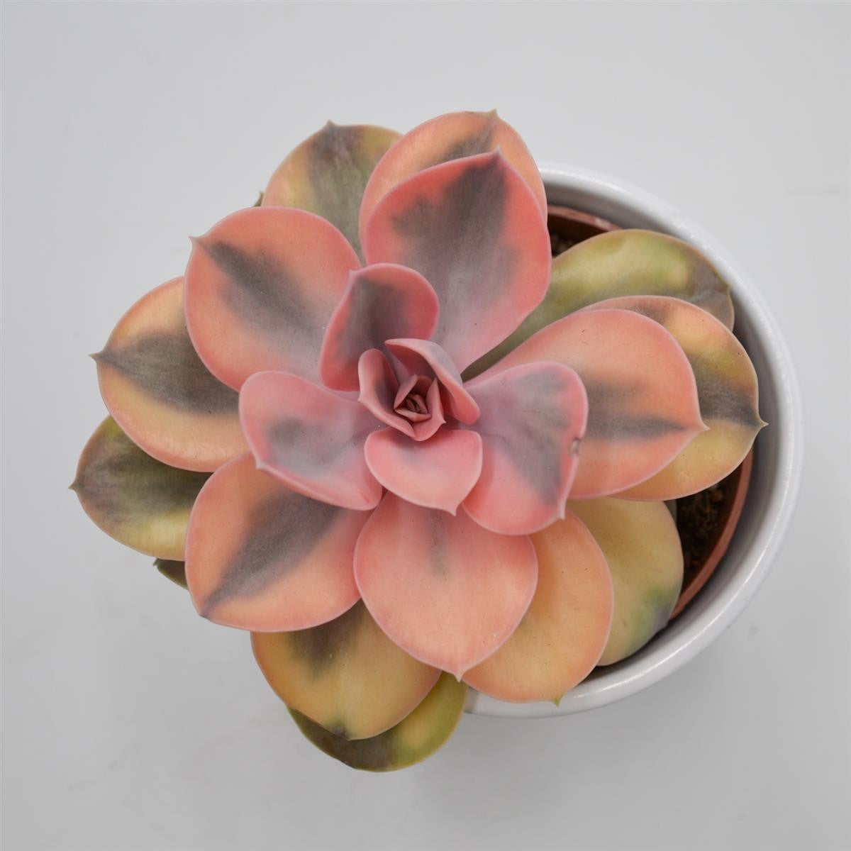 Echeveria Rainbow - 10,5cm