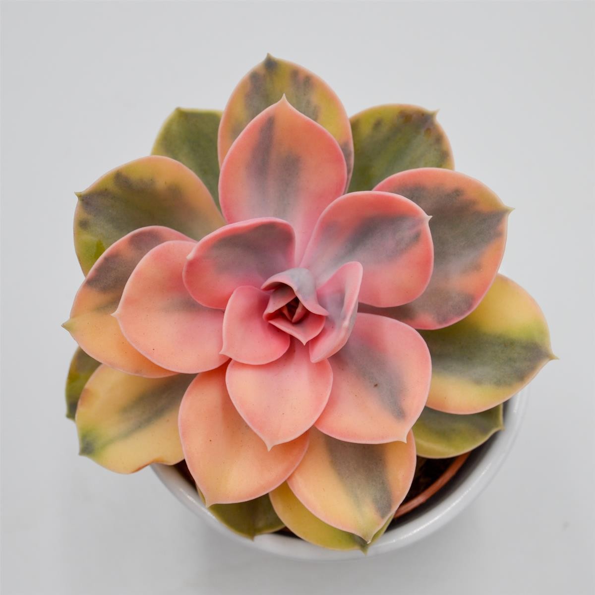 Echeveria Rainbow - 10,5cm