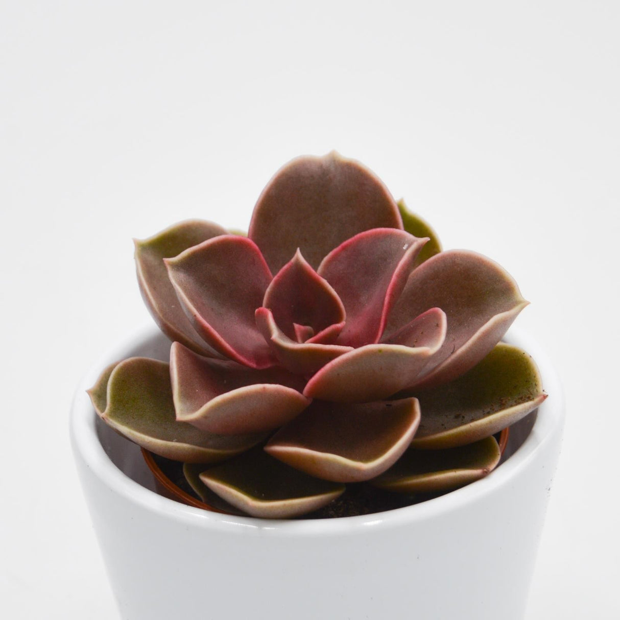 Echeveria Red Ruby - 5.5cm