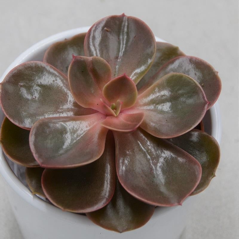 Echeveria Red Ruby - 8.5cm