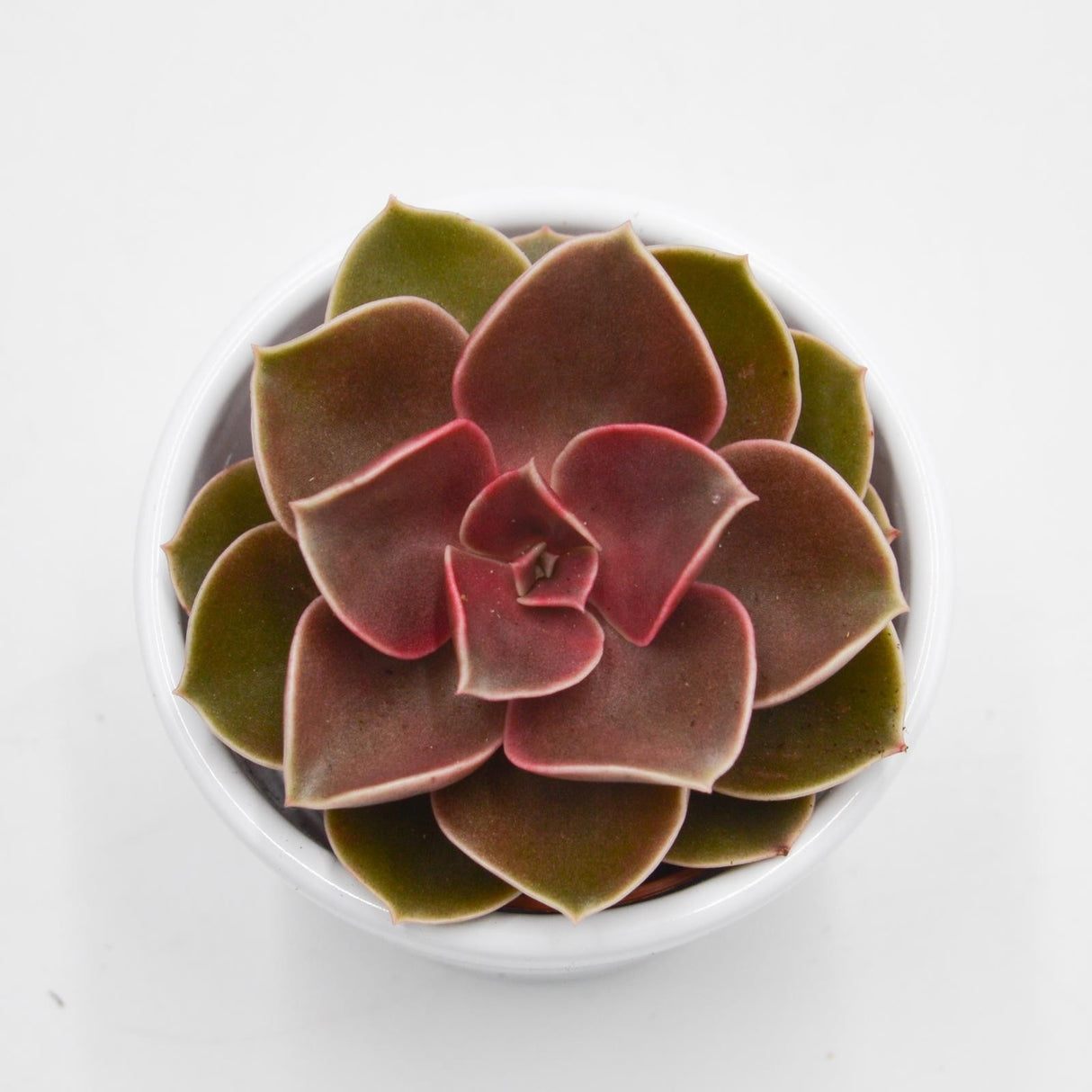 Echeveria Red Ruby - 5.5cm