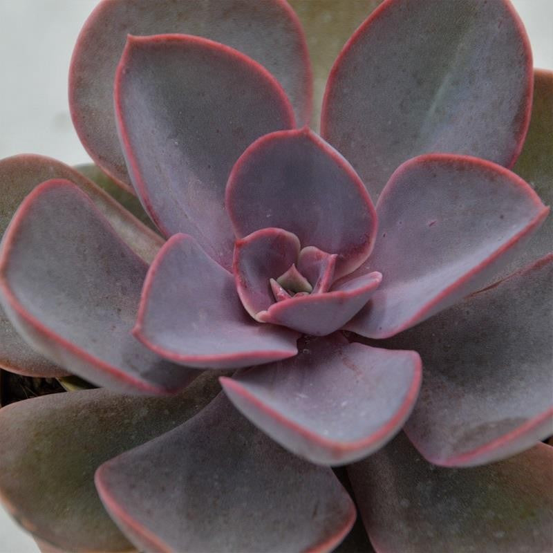 Echeveria Purple Pearl - 10.5cm