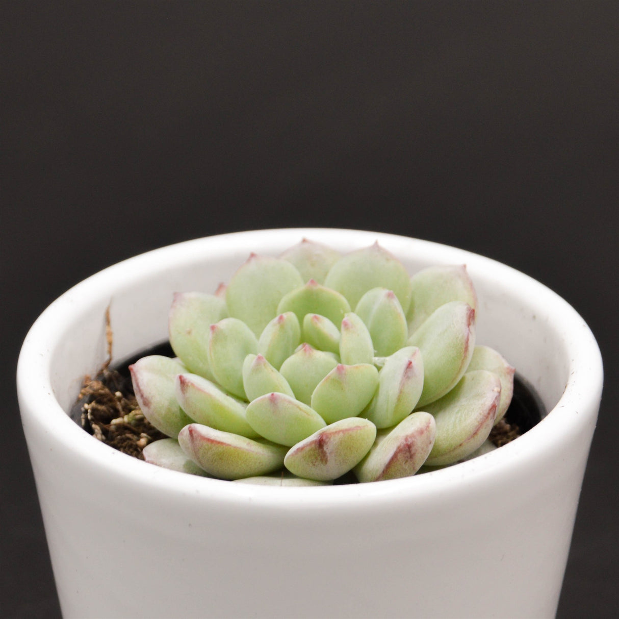Echeveria Red Snow - 6cm