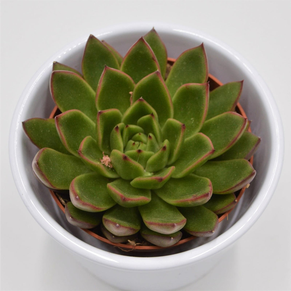 Echeveria Red Tip - 8.5cm