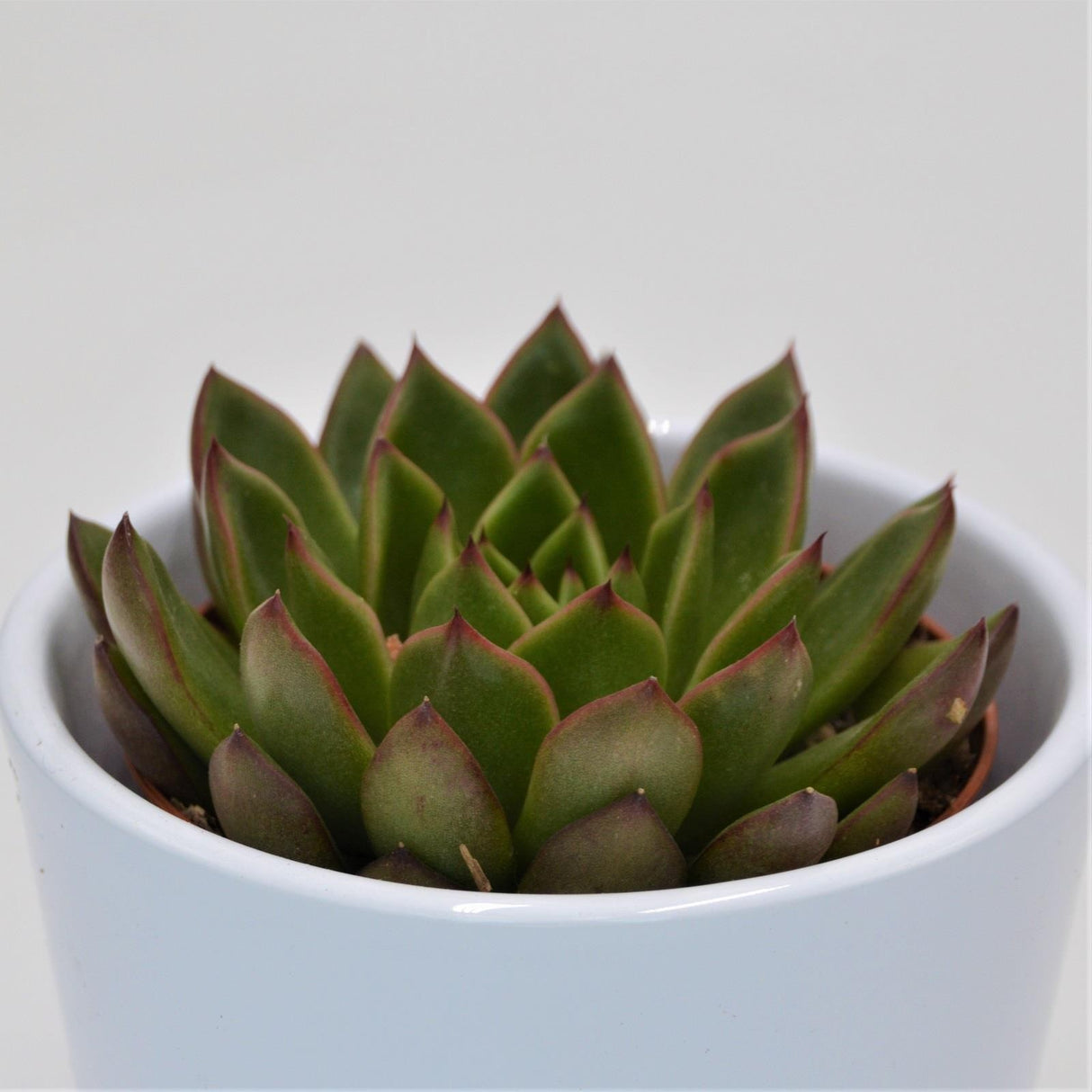 Echeveria Red Tip - 8.5cm