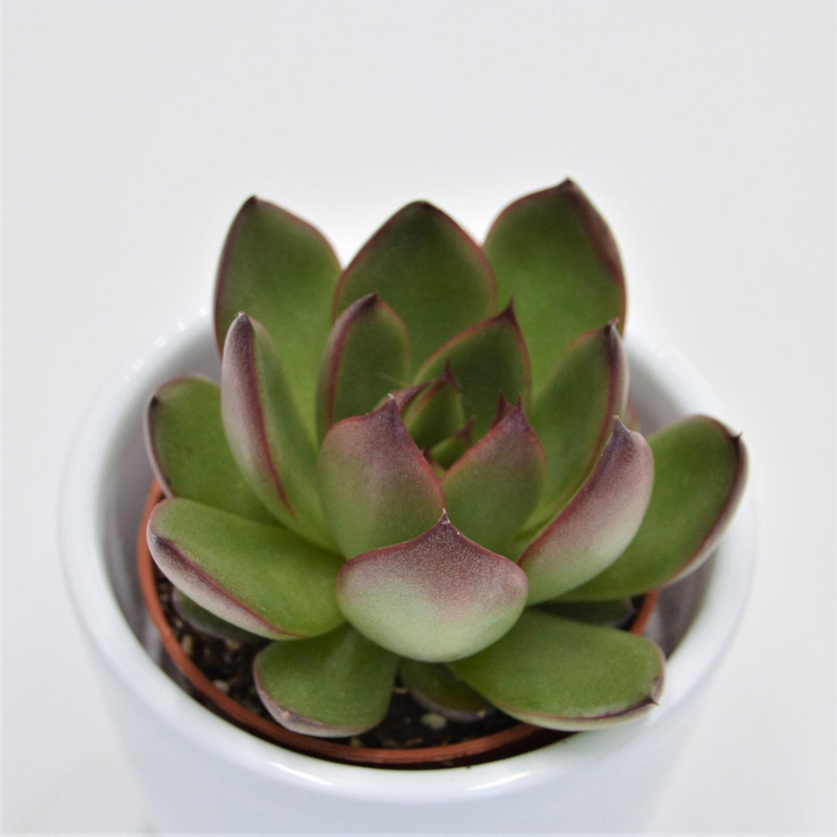 Echeveria Red Tip - 5.5cm