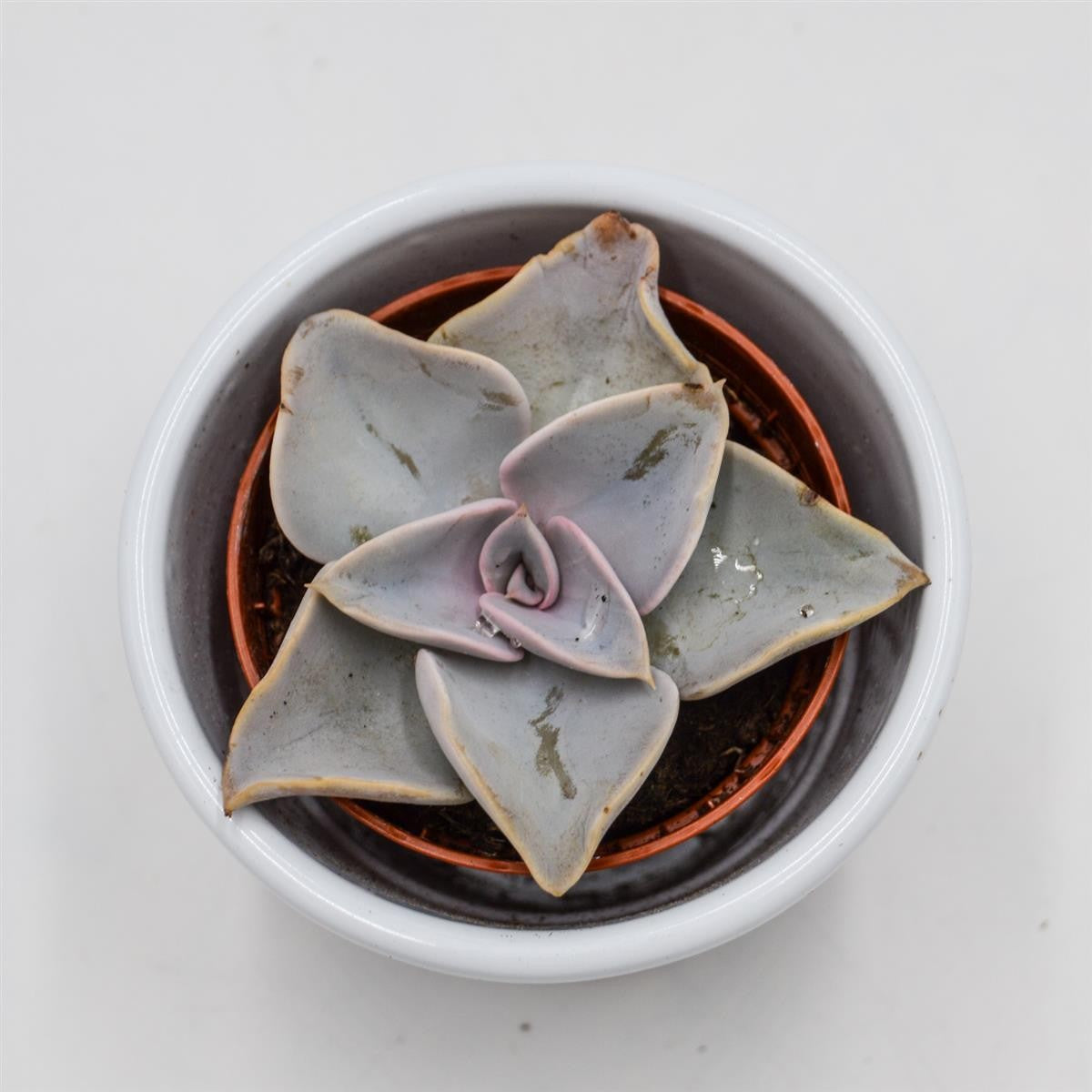 Echeveria rodolfi x botero - 5.5cm