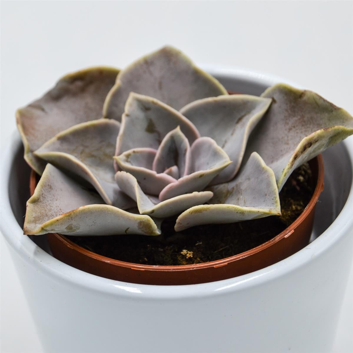 Echeveria rodolfi x botero - 8.5cm