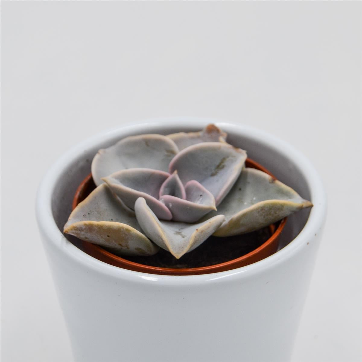 Echeveria rodolfi x botero - 5.5cm