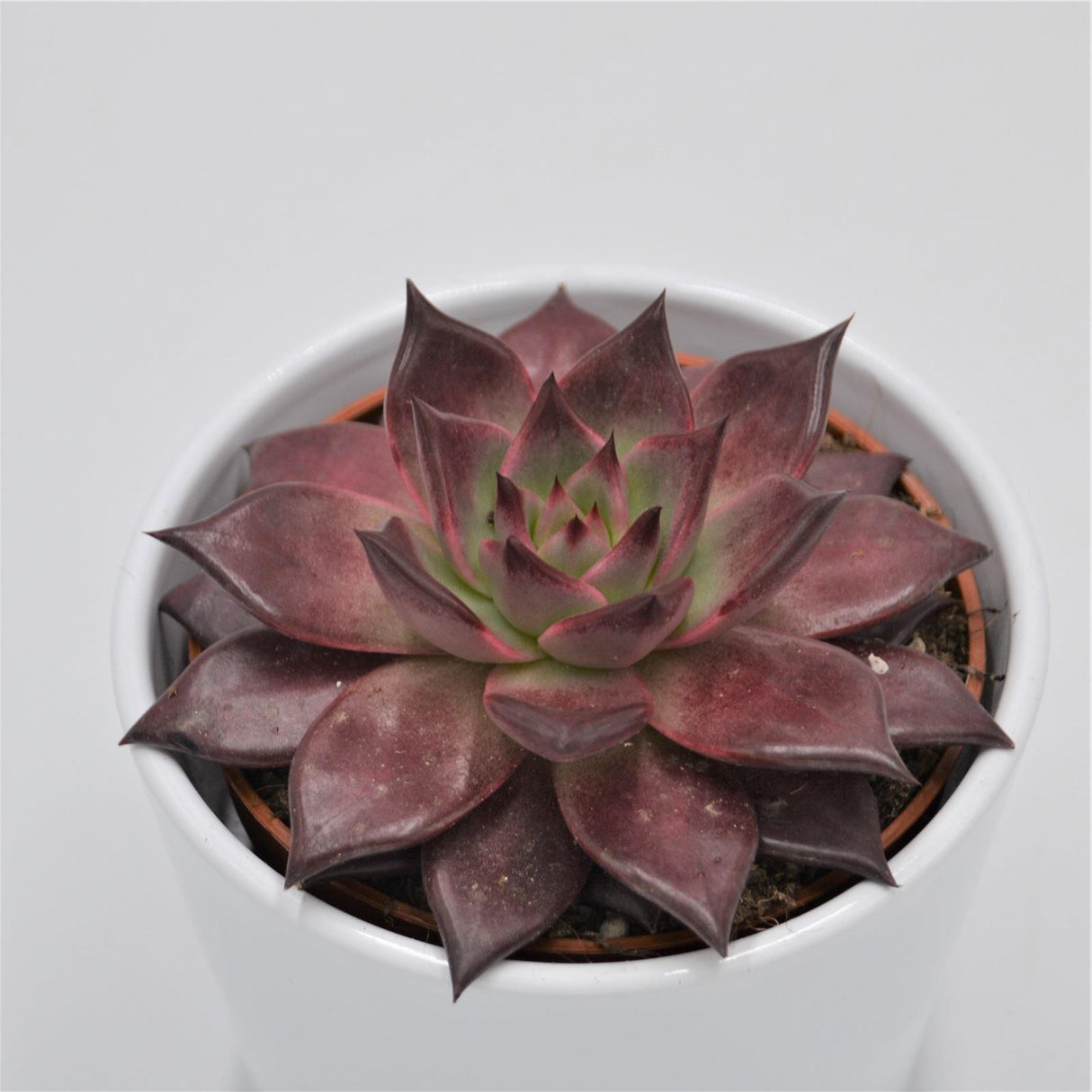 Echeveria agavoides Romeo Rubin - 10,5cm