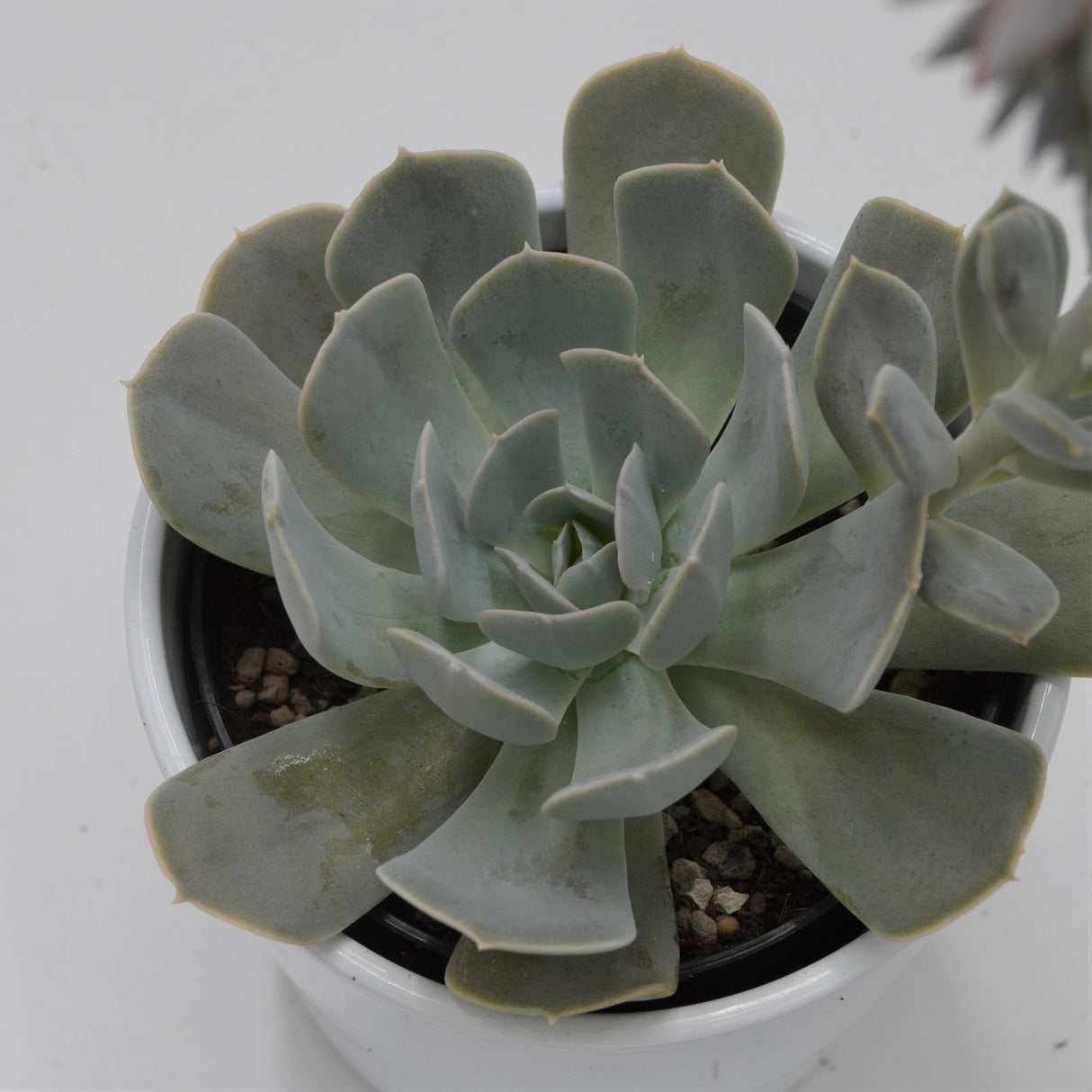 Echeveria runyonii - 12cm