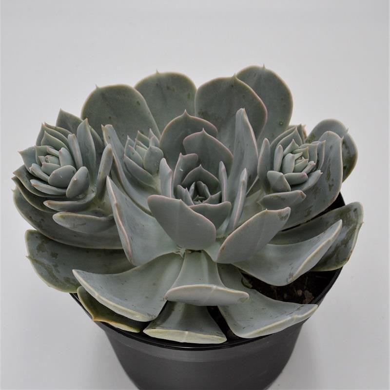 Echeveria runyonii - 15cm