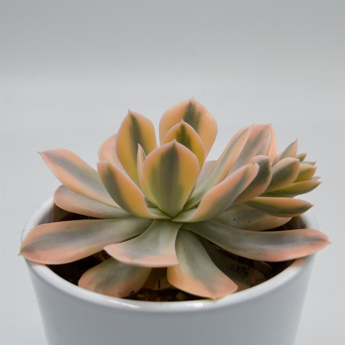 Echeveria runyonii f. variegata - 10.5cm