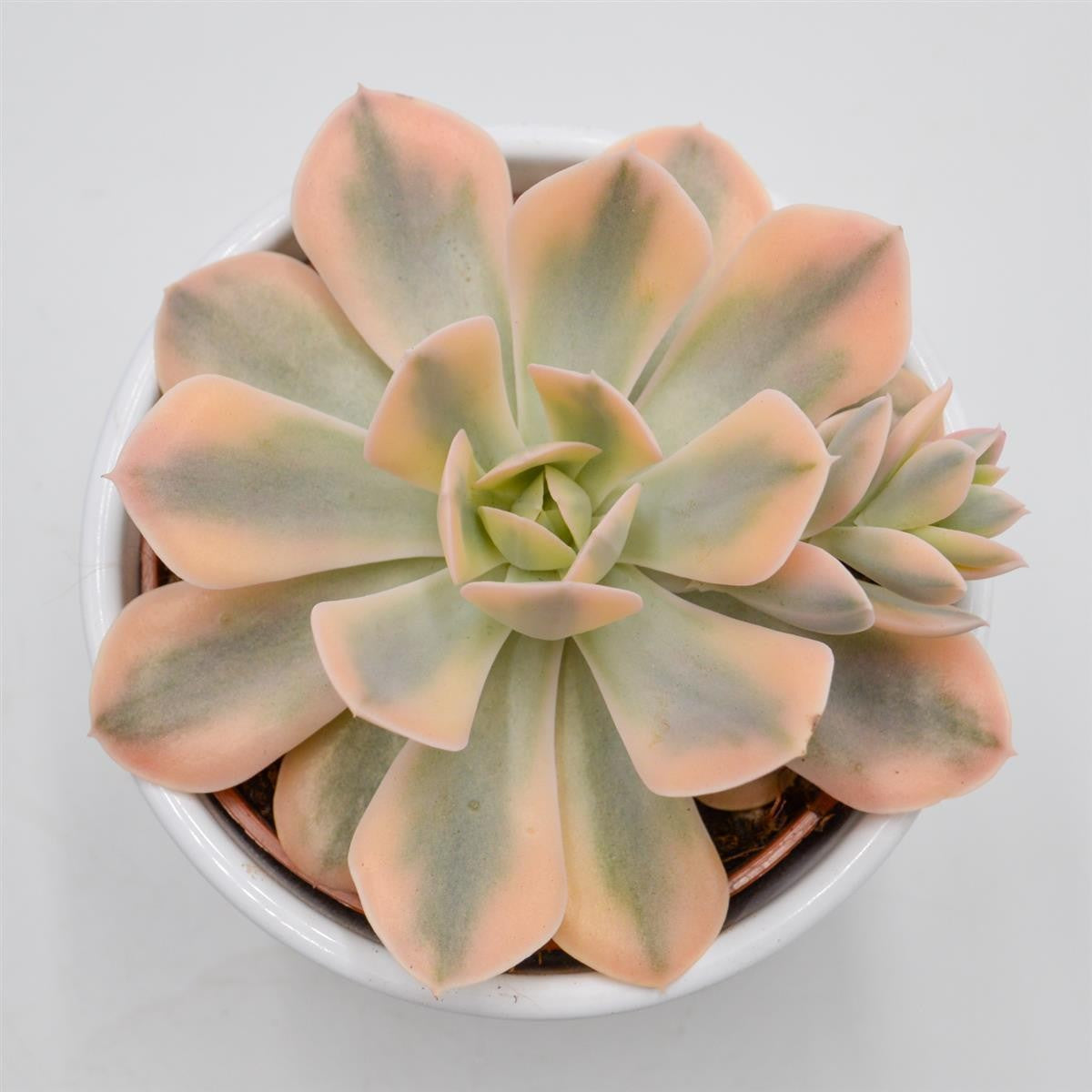 Echeveria runyonii f. variegata - 10.5cm