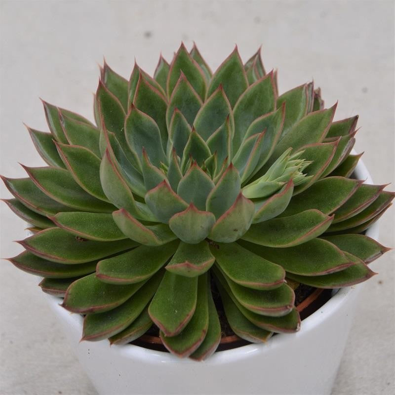 Echeveria Sagita - 10.5cm