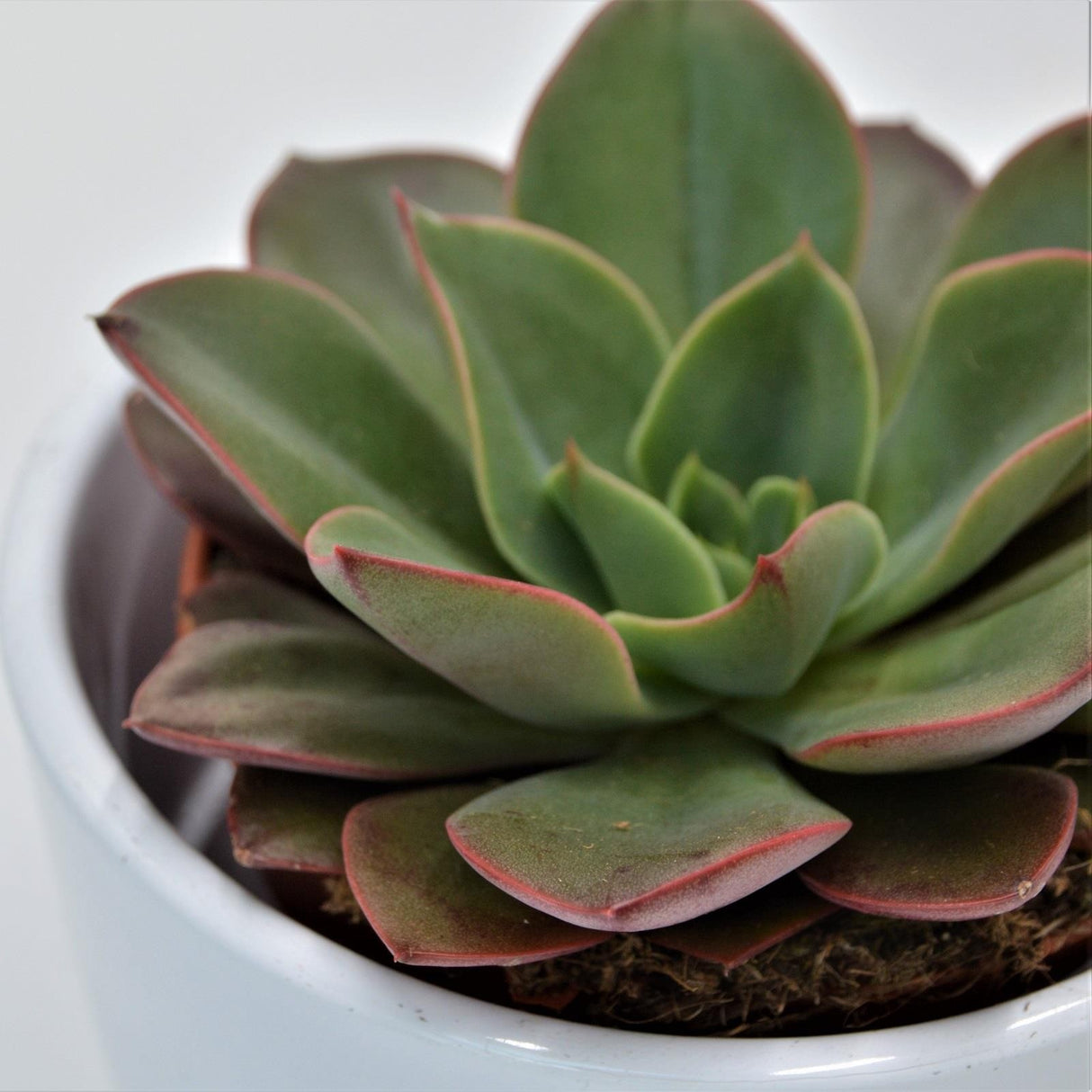 Echeveria Salsa Verde - 8.5cm