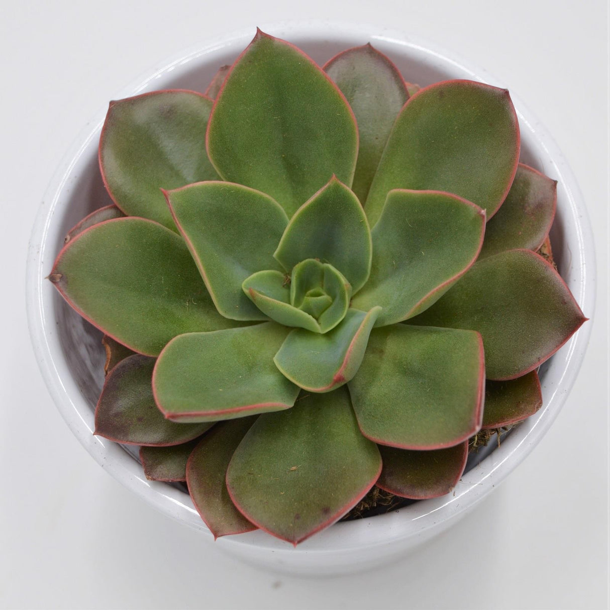Echeveria Salsa Verde - 8.5cm