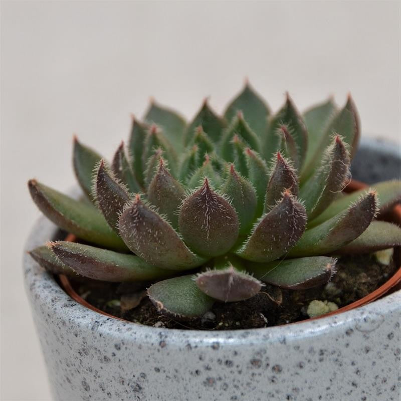 Echeveria Scorpio - 5.5cm