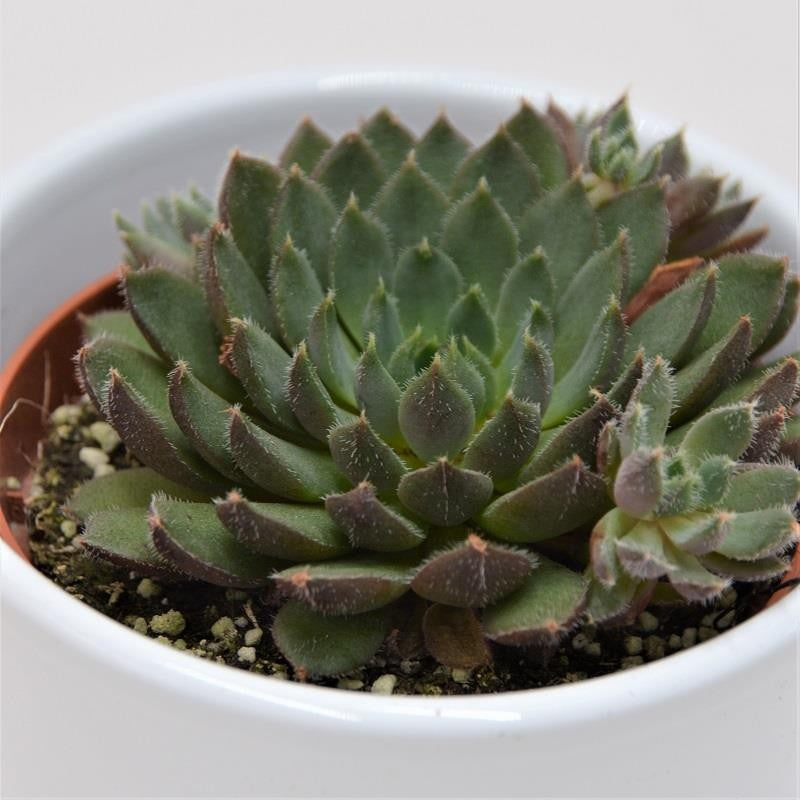 Echeveria Scorpio - 8.5cm