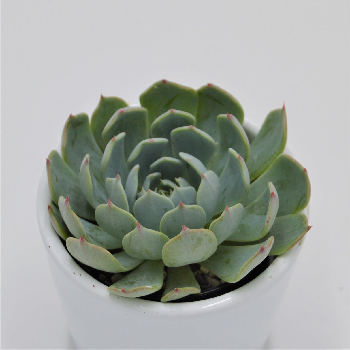 Echeveria secunda, Tarajal - 6cm
