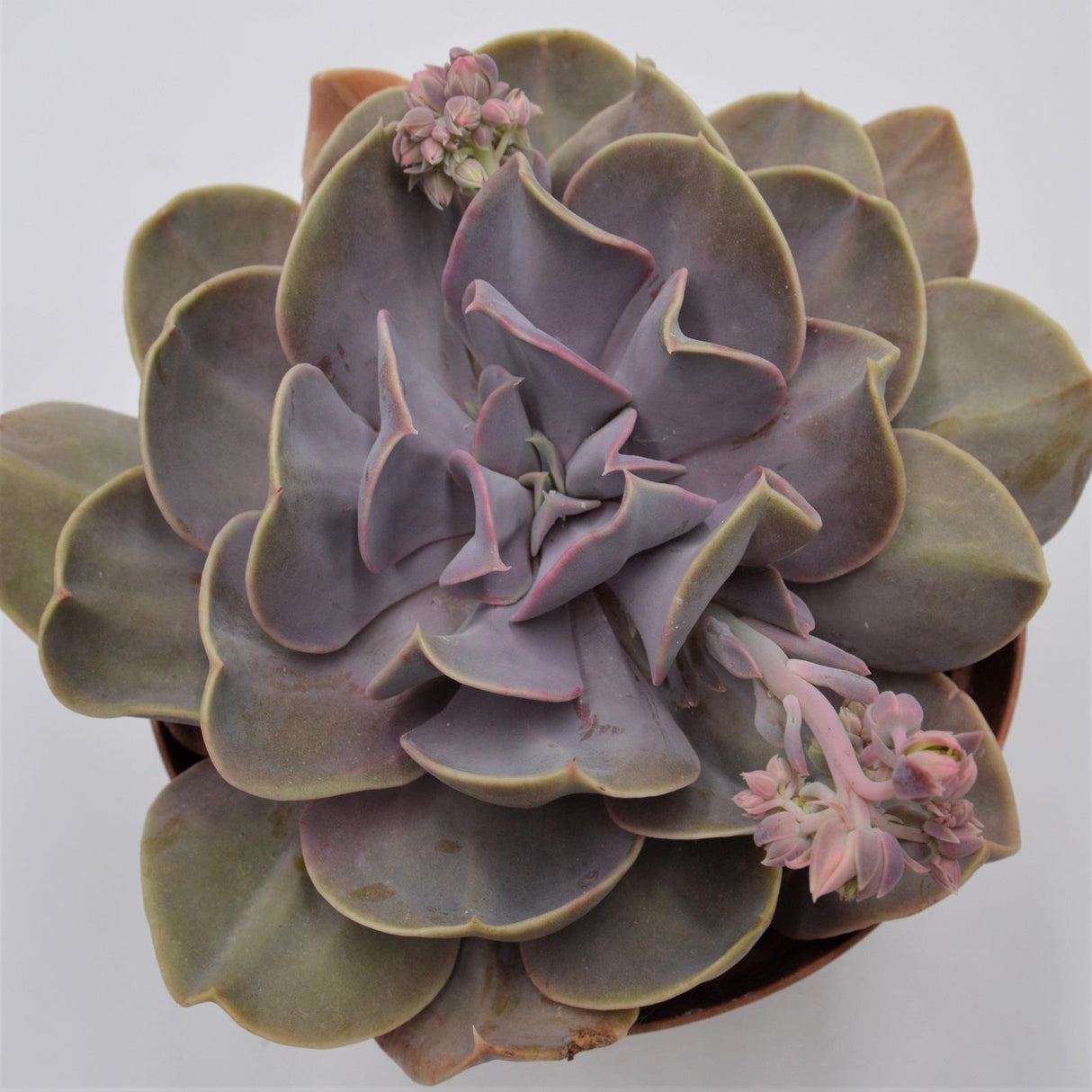 Echeveria Serena - 15cm