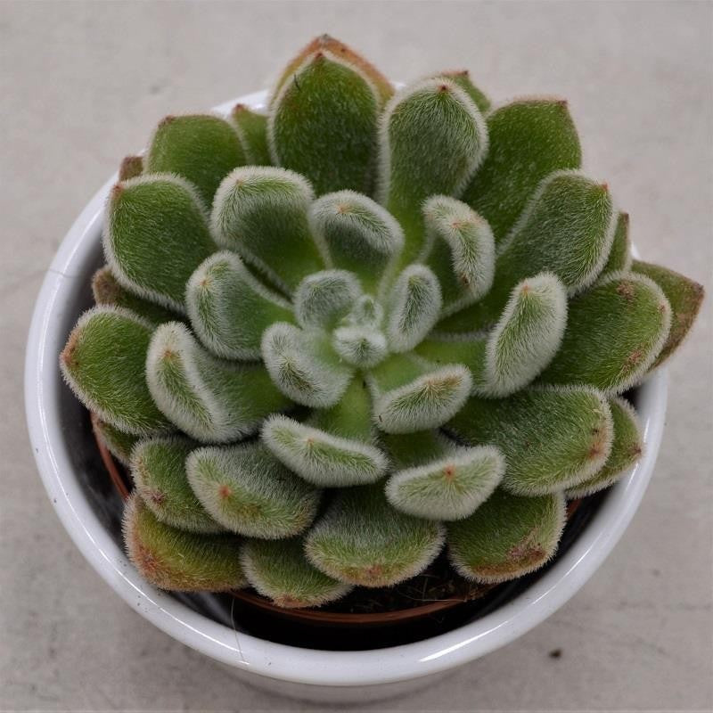 Echeveria setosa - 8.5cm