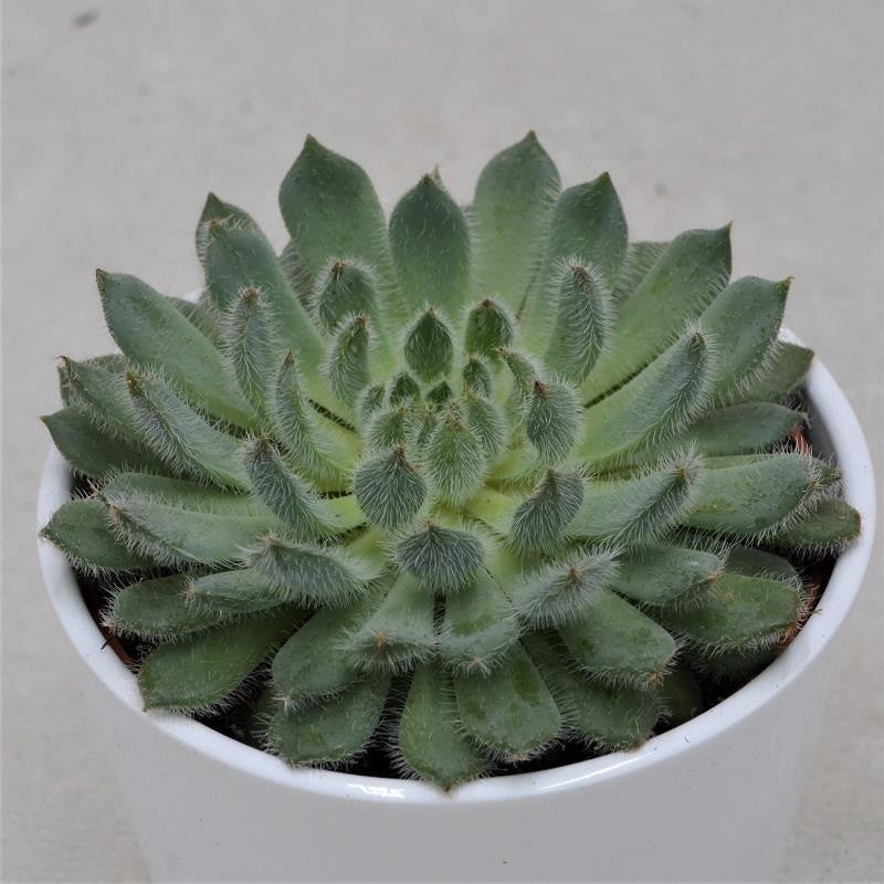 Echeveria setosa var. deminuta - 12cm