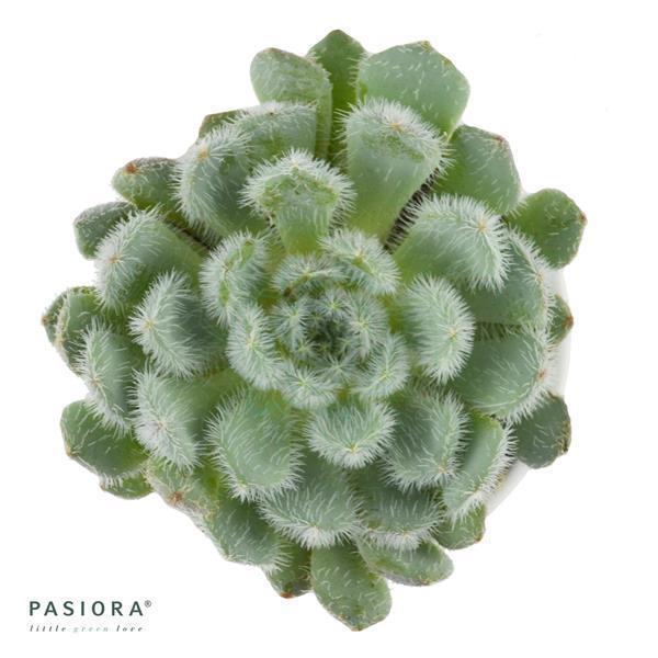 Echeveria setosa var. deminuta - 5.5cm