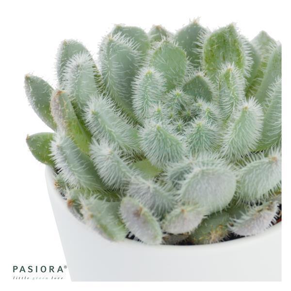 Echeveria setosa var. deminuta - 5.5cm