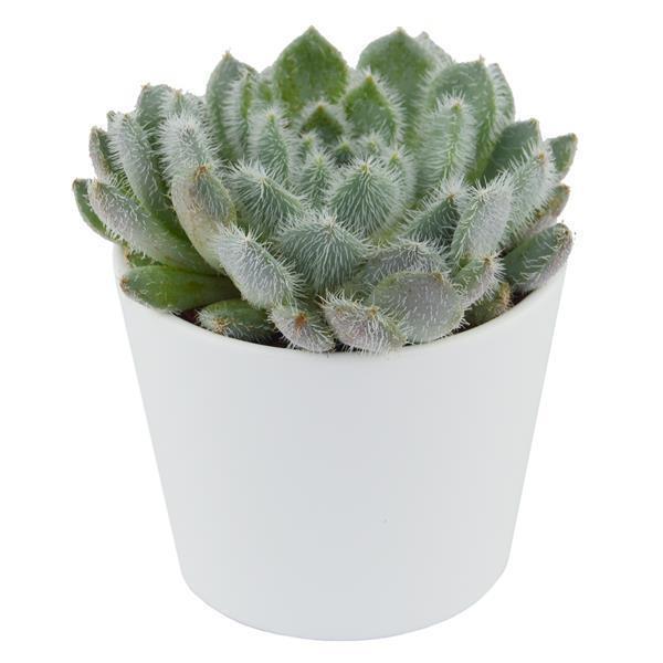 Echeveria setosa var. deminuta - 5,5cm