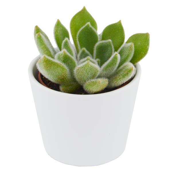 Echeveria setosa - 6cm