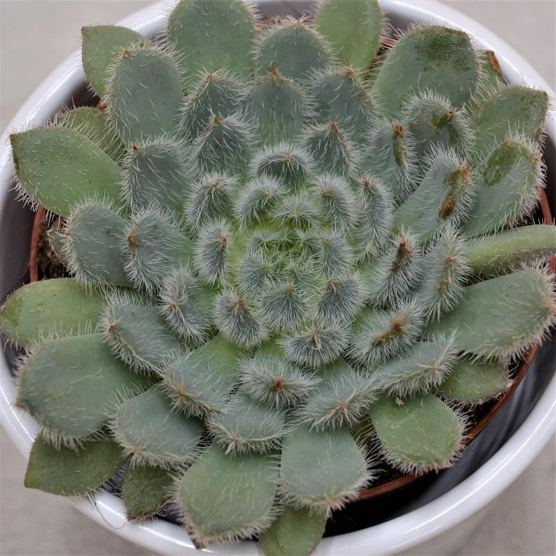 Echeveria setosa var. deminuta - 8.5cm