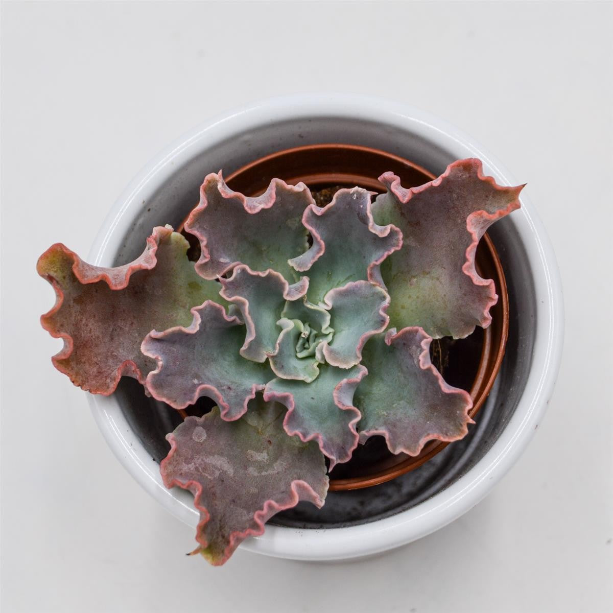 Echeveria shaviana Curly Locks - 5.5cm