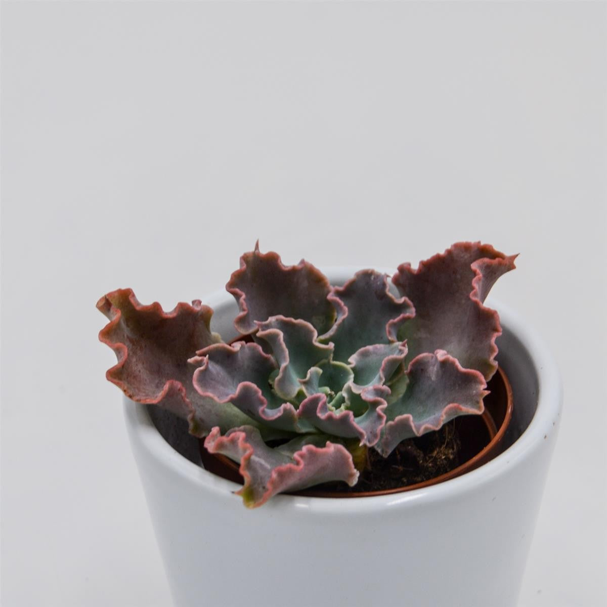 Echeveria shaviana Curly Locks - 5.5cm