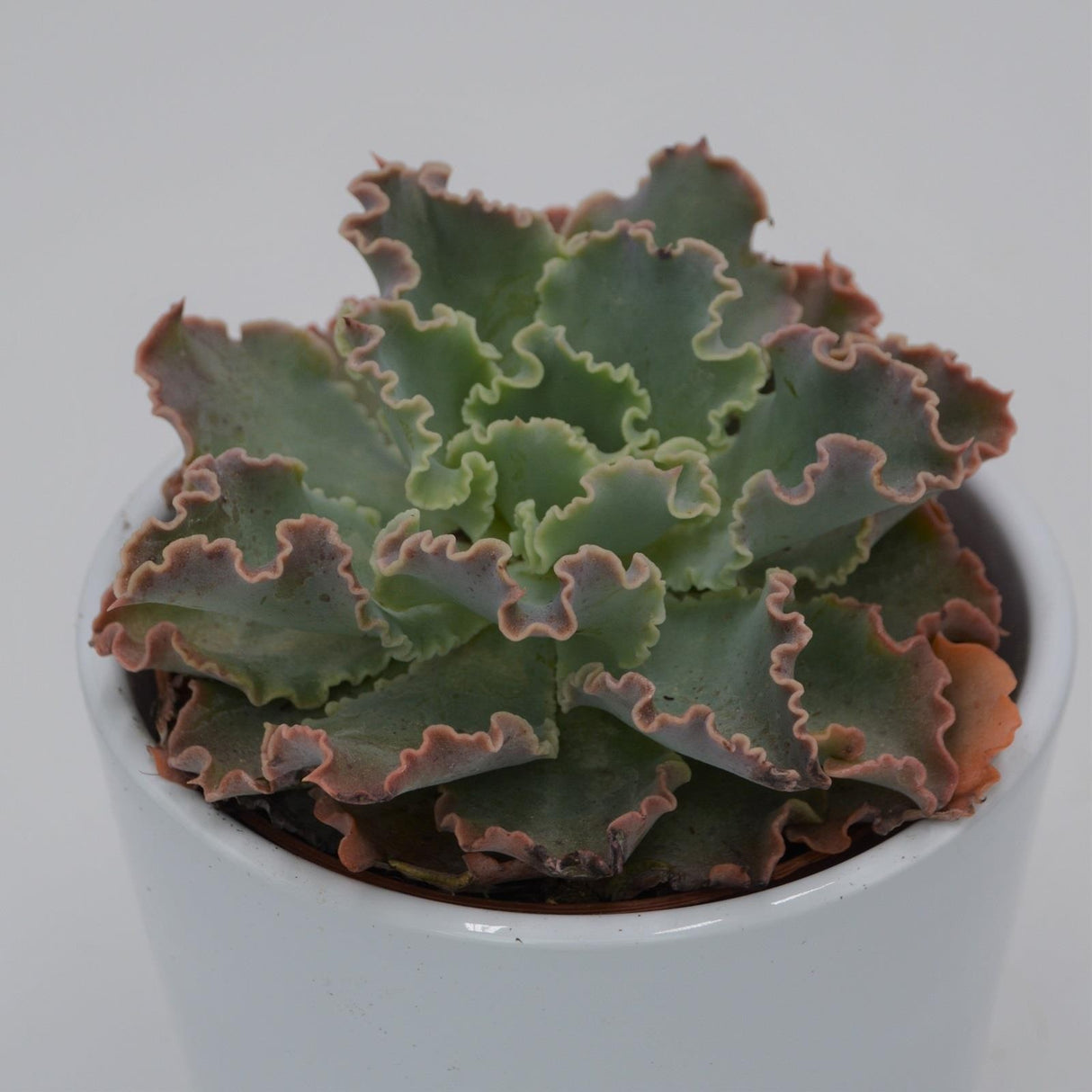 Echeveria shaviana Curly Locks - 8.5cm