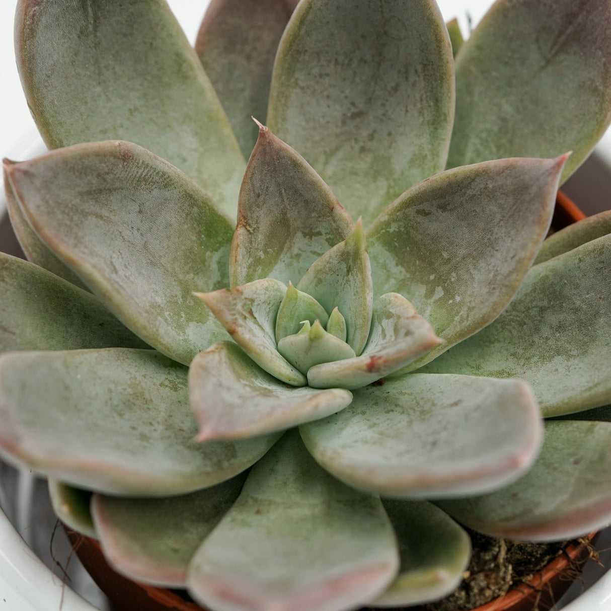 Echeveria Silver Queen - 8.5cm