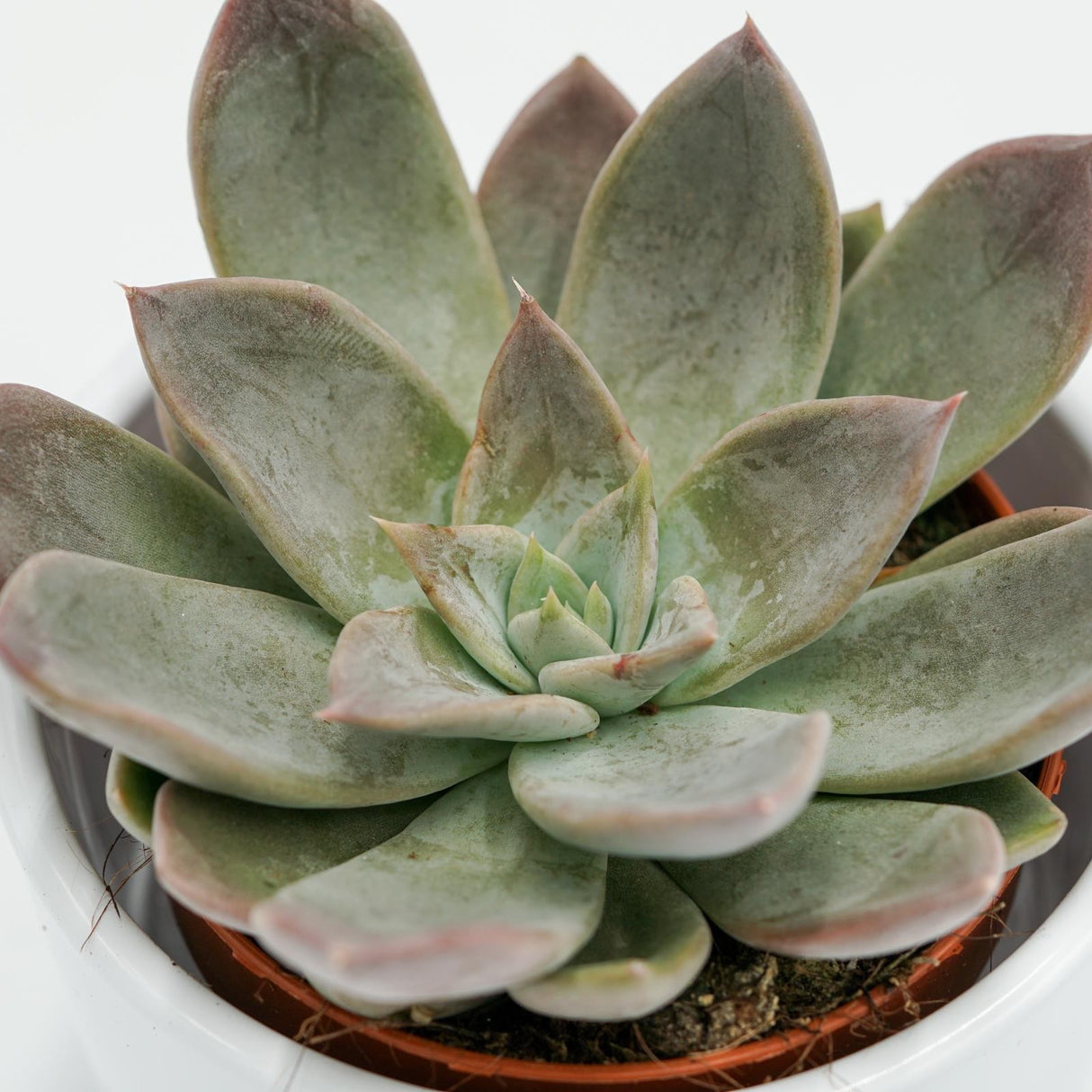Echeveria Silver Queen - 8.5cm