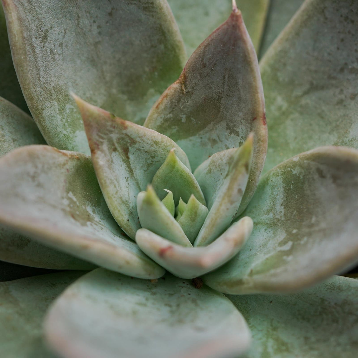 Echeveria Silver Queen - 8.5cm