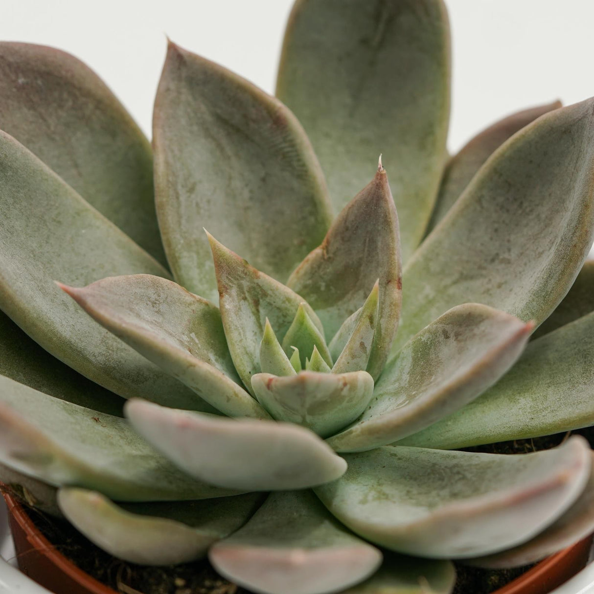 Echeveria Silver Queen - 8.5cm